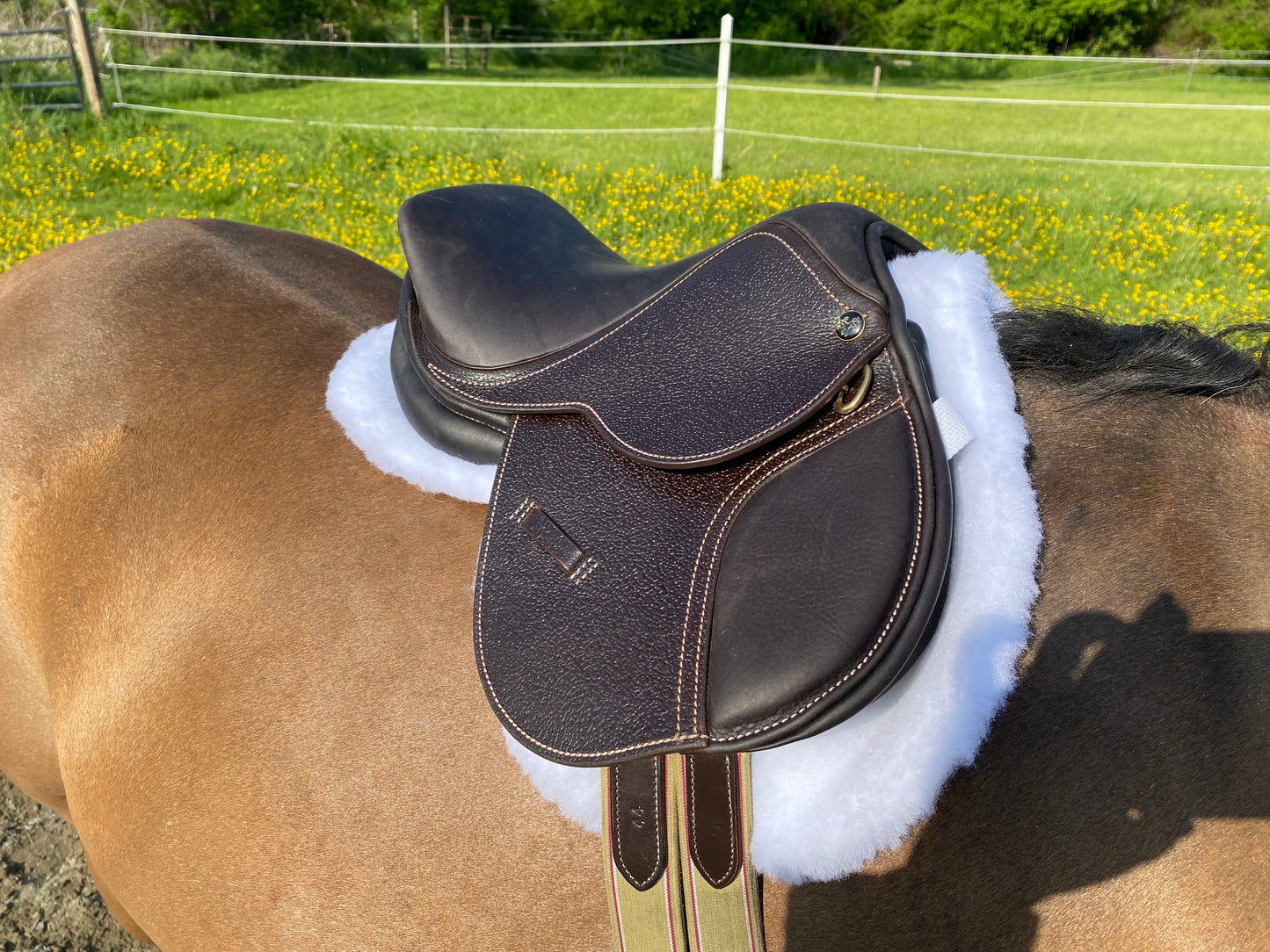 Saddle