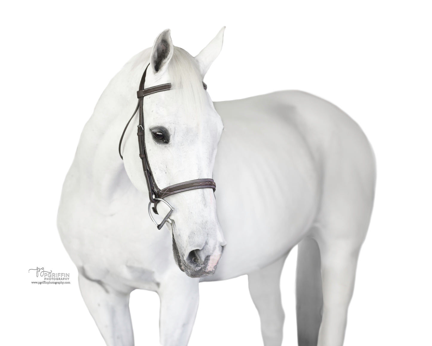 Sugarbrook Bridle Wide Noseband