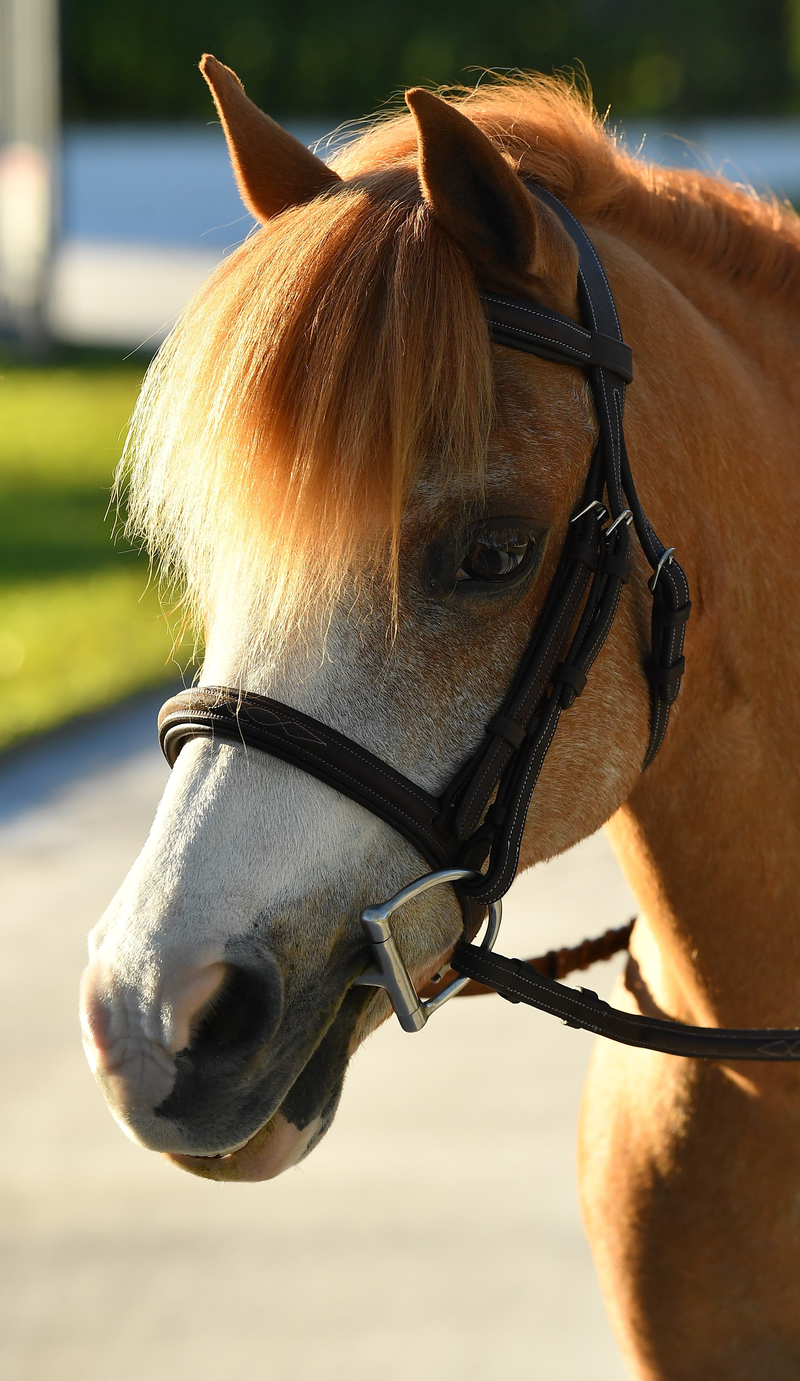 Glenmore Bridle