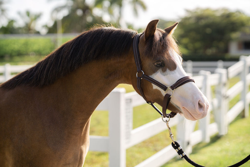 Everyday Halter